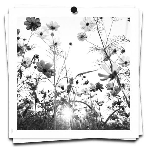 Meet your Posher, Flora - Picture 1 of 1